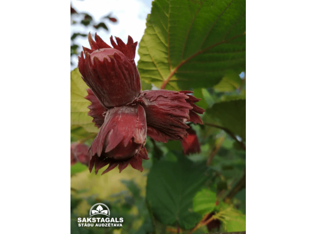 Corylus avellana   'Pamjat akademika Jablokova'